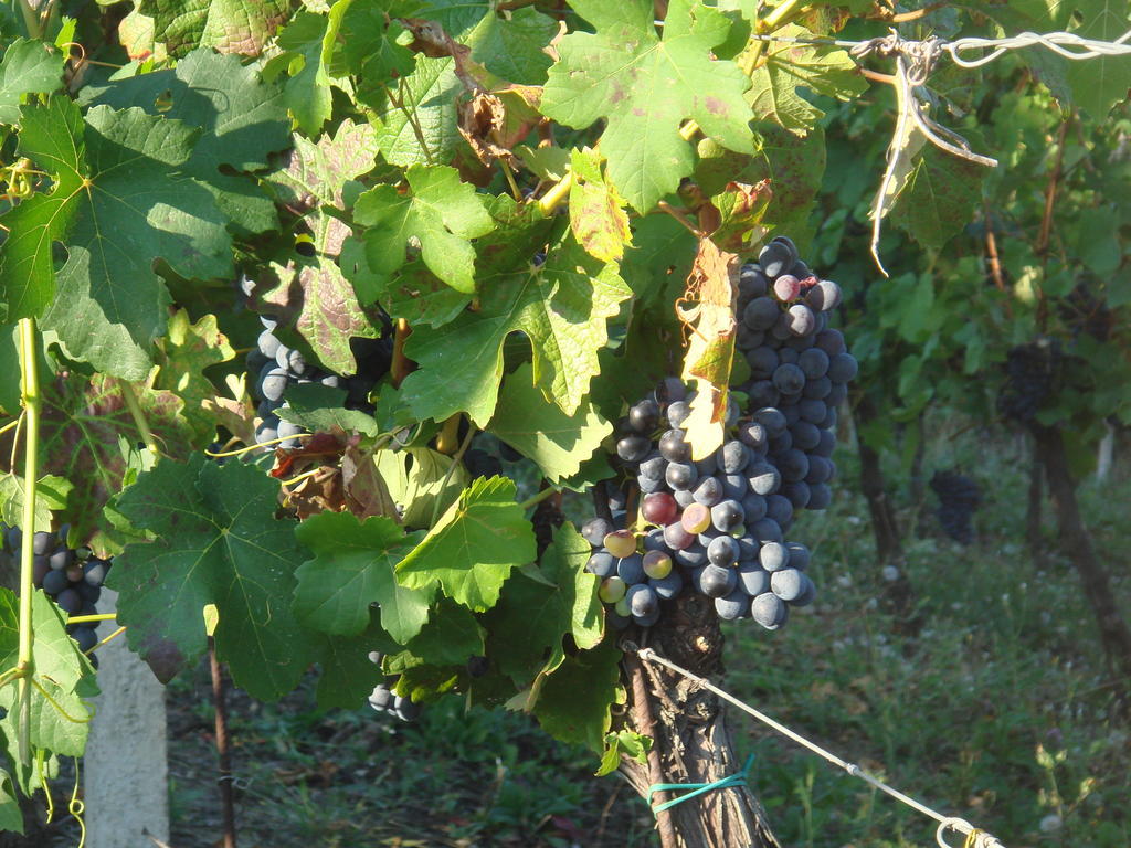 Agriturismo Relais "Il Bricco" Nizza Monferrato Exterior foto