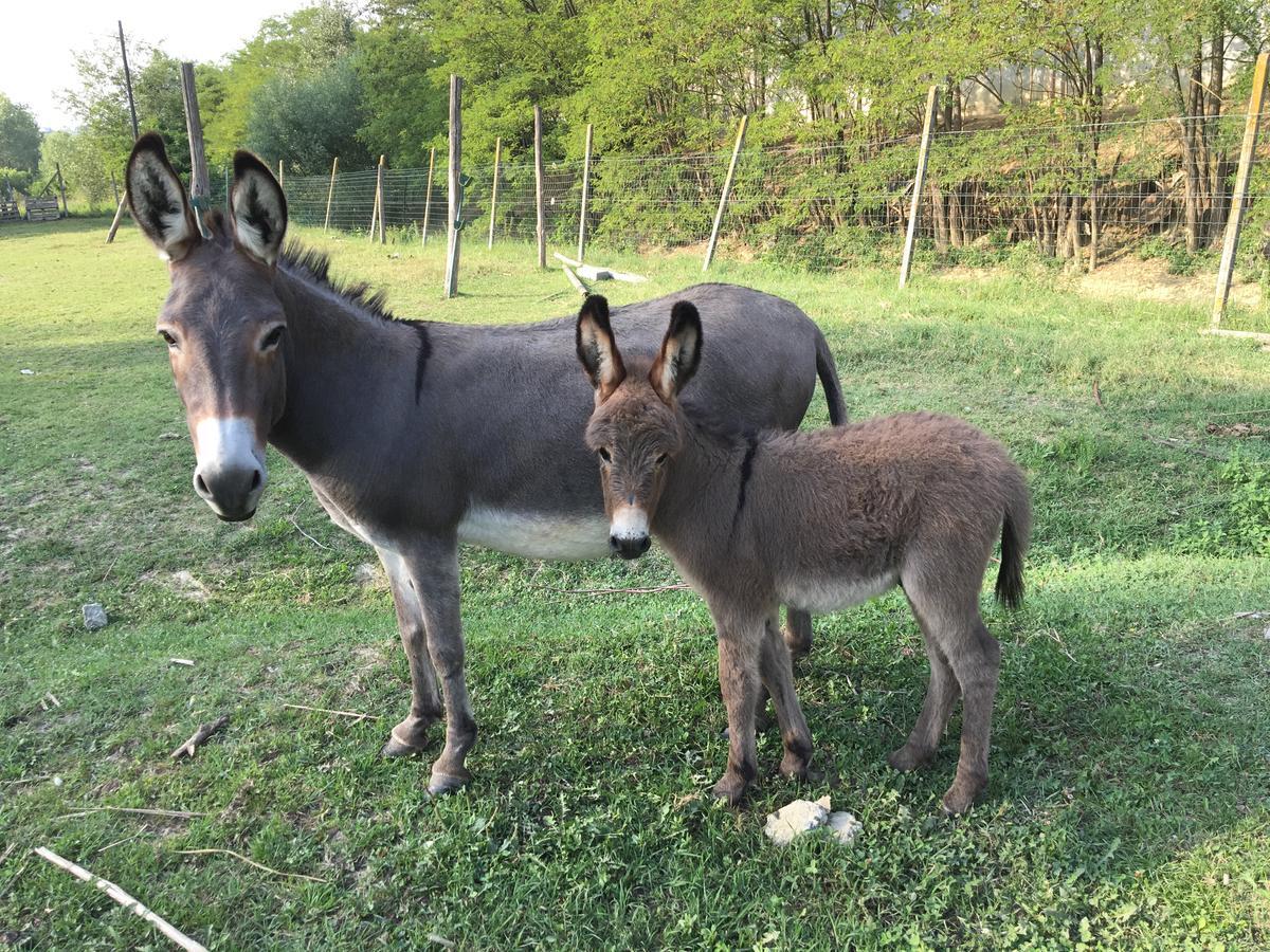 Agriturismo Relais "Il Bricco" Nizza Monferrato Exterior foto